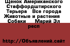 Щенок Американского Стаффордштирского Терьера - Все города Животные и растения » Собаки   . Марий Эл респ.